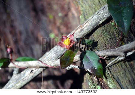 Hibbertia scandens (Climbing Guinea Flower) entwined around wooden branches