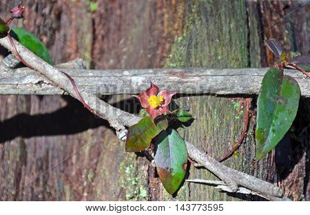 Hibbertia scandens (Climbing Guinea Flower) entwined around wooden branches
