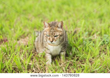 Cute domestic cat in the outdoor.
