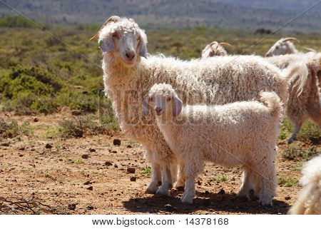 Chèvres Angora