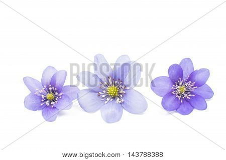 Hepatica nobilis spring flower on a white background