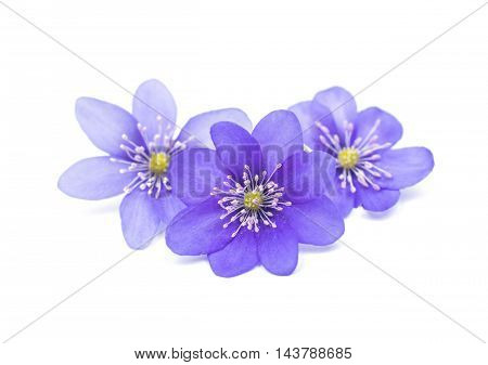 Hepatica nobilis spring flower on a white background