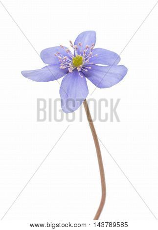 Hepatica nobilis spring flower on a white background