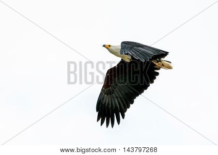 African Fish-eagle In Mid Flight