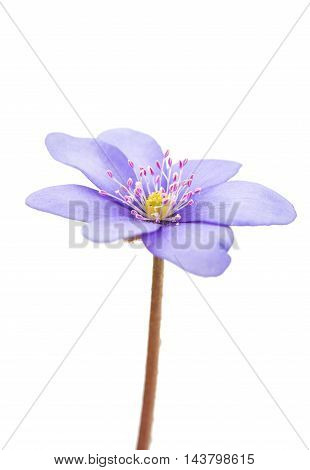 Hepatica nobilis flower on a white background