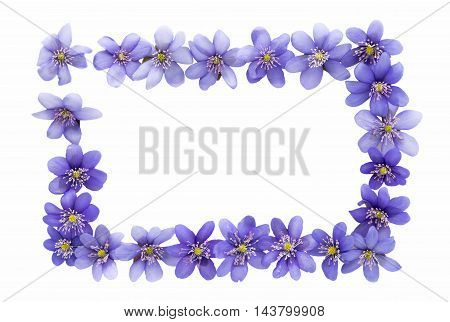 Hepatica nobilis flower on a white background