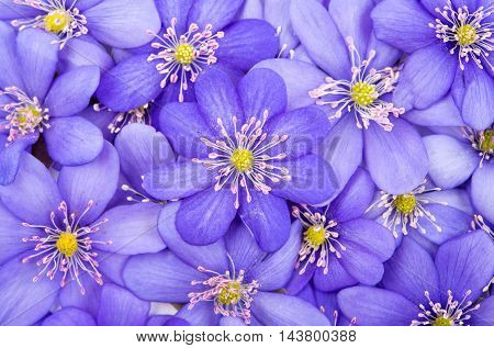 Hepatica nobilis flower on a white background