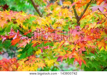 Colored Maple Leaves