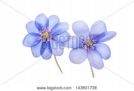 Hepatica nobilis flower on a white background