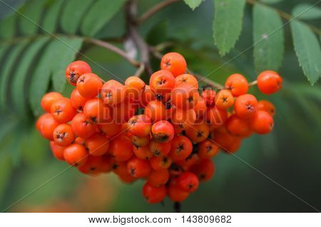 Berries of a mountain ash (Sorbus aucuparia)