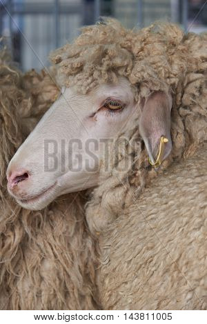 Portrait of a beautiful brown sheep with a white face and long curly hair in profile