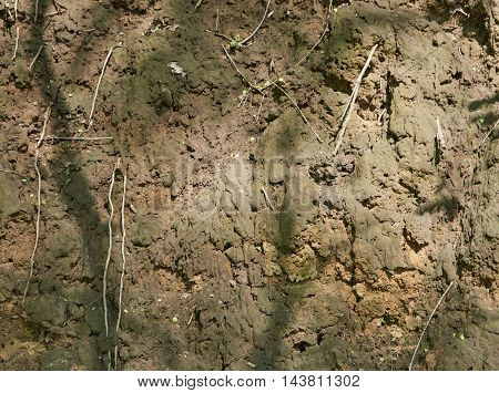 The of the ravine of clay. Exposing the roots of the plants. Natural sunlight. Texture background