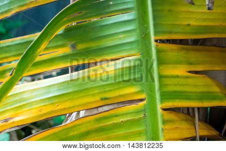Close up The leaves of banana trees dying.