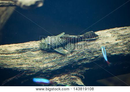 Galaxy pleco (Leporacanthicus galaxias), also known as the vampire pleco. Wildlife animal. 