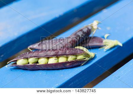 open marrowfat peas on blue background