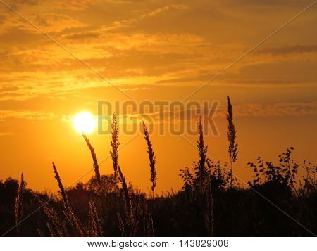 The wild flowers and grass on the background of the setting sun