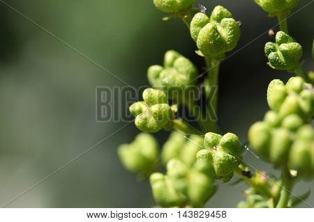 Fruit of a common rue (Ruta graveolens)