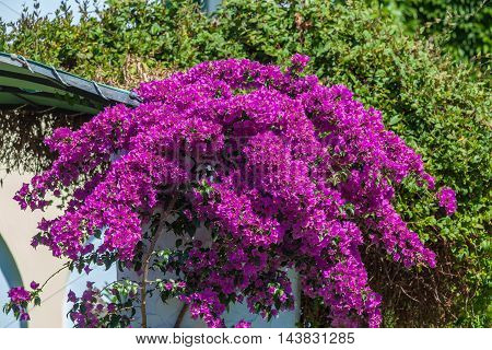 Red Blossoms Of Bougainvillea Spectabilis, Thessaloniki