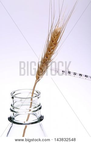 Hypodermic Needle Inject Wheat in a Laboratory to create Genetically modified crops aka GMCs, GM crops, or biotech crops, the DNA of which has been modified using genetic engineering techniques.

