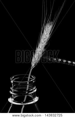Hypodermic Needle Inject Wheat in a Laboratory to create Genetically modified crops aka GMCs, GM crops, or biotech crops, the DNA of which has been modified using genetic engineering techniques.

