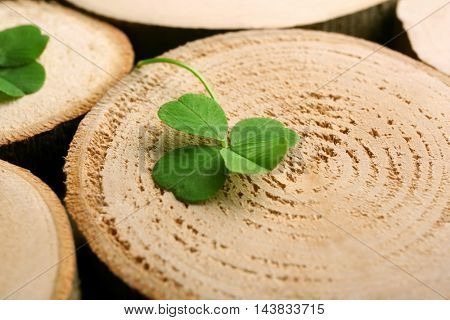 Green four-leaf clover on wooden background