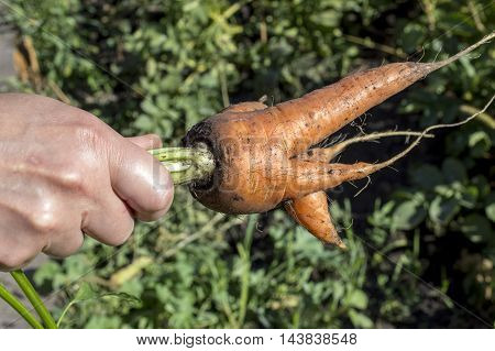 Collected carrot in hand of the rural toiler