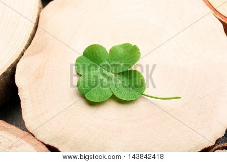 Green four-leaf clover on wooden background