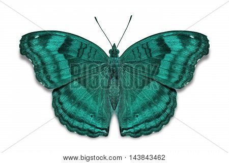 Chocolate Pansy Butterfly