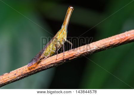 Long Nosed Planthopper In Nature