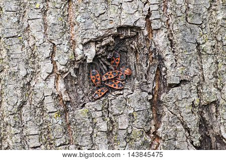 A Heap of firebugs in a brak hole