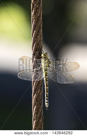 A Green hawker on a steel cable