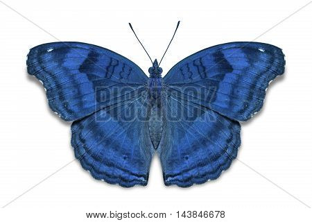 Chocolate Pansy Butterfly