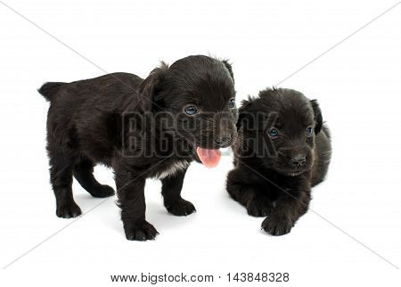 looking dog spaniel puppy on white background
