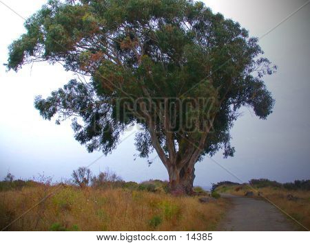 Eucaplyptus træ