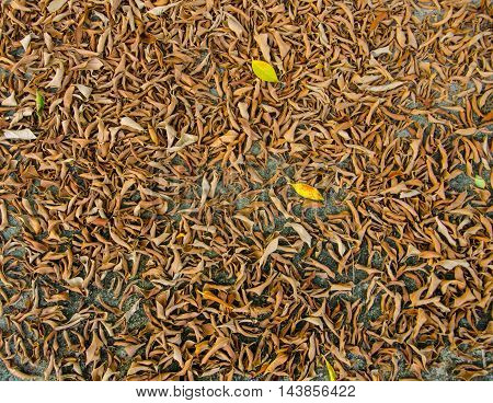 broen dry leaves summer in Chiang Mai thailand