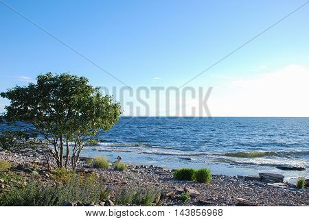 Green whitebeam tree by a stony coast with blue water at the swedish island Oland
