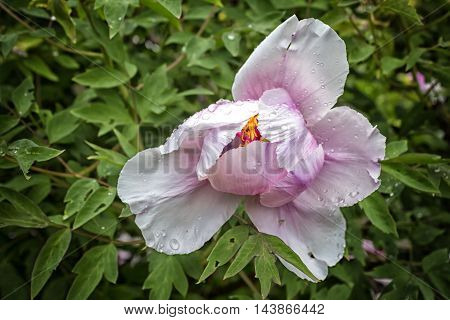 Wild rose flower covered in raindrops with green leaves on the background