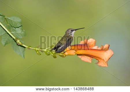 Archilochus colubris Ruby-Throated Hummingbird Female On An Orange Trumpet Lily