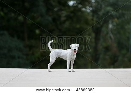 Small dog poses and waits for the command
