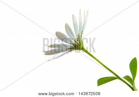 White Osteospermum Daisy or Cape Daisy Flower Flower Isolated over White Background. Macro Closeup