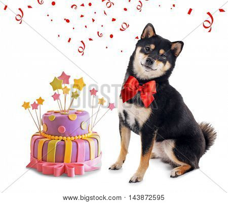 Siba inu dog and delicious birthday cake isolated on white