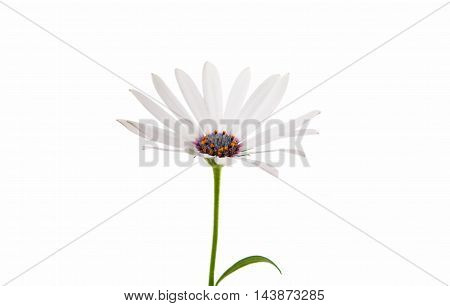White Osteospermum Daisy or Cape Daisy Flower Flower Isolated over White Background. Macro Closeup