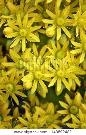 A group of little Aeonium Arboreum flowers