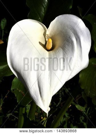 A white Calla over a dark background