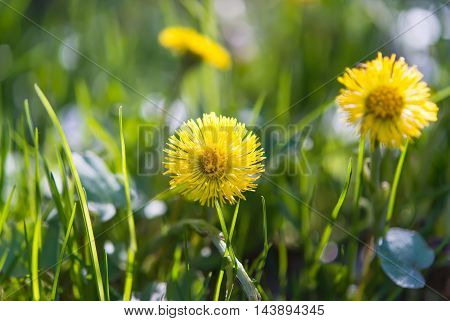 flowers mother and stepmother growing in the meadow