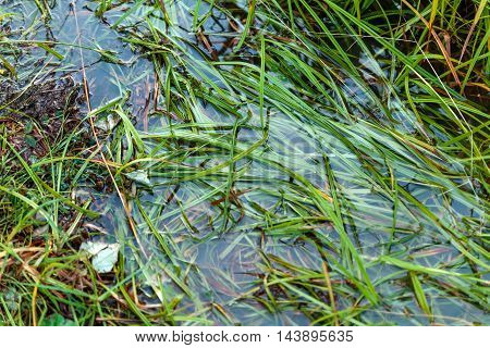 Grass in the water after the rain. Close-up view.