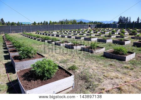 Marijuana Plants growing outdoors 