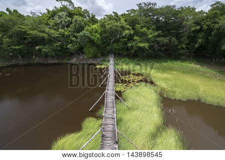 Wide angle primitive wooden bridge extending over tropical savannah swamp surrounded by dense tropical forest in Campeche Mexico