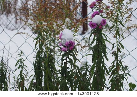Flowers In The Snow.