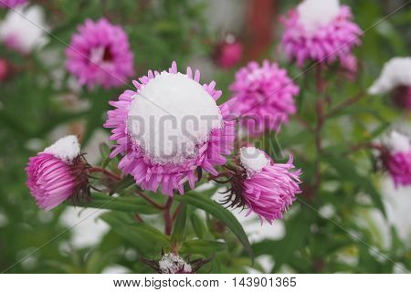 Flowers In The Snow.
